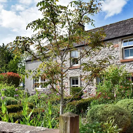 Yew Tree *